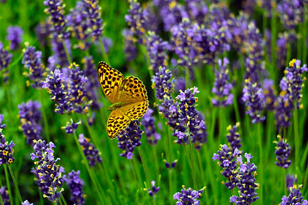 美丽的蝴蝶坐在熏衣草花上草本植物花园草地环境植物蓝色动物晴天昆虫农村图片