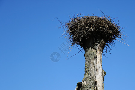 一个空的巢在蓝天上 等待着春天的栗子到来图片