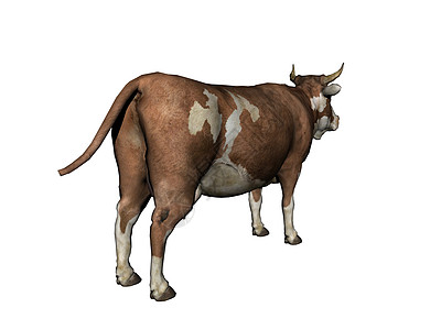 牧草中的棕色白皮牛力量强者动物奶牛喇叭动力学荒野尾巴图片
