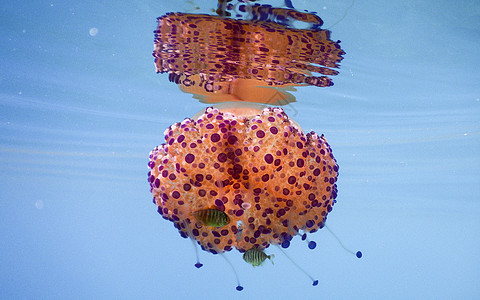 地中海的炸蛋水母海蜇游泳生物海洋生物触手蓝色海洋子根油炸紫色图片