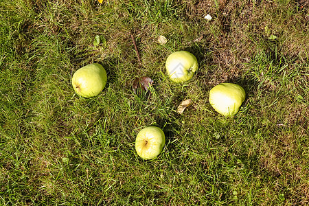 绿色苹果躺在草地上 上面有复制空间农业收成季节苹果水果果园背景饮食花园食物图片