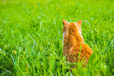 红猫背靠背坐在草地上图片