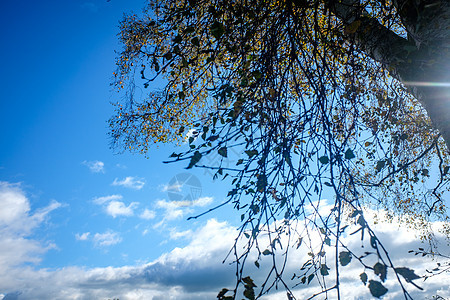 明蓝的天空下树上的绿树叶绿色阳光森林天空蓝色桦木植物枝条生长叶子图片
