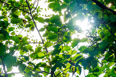 树顶绿色绿叶 外门自然公园景观背景环境晴天天空风景树木叶子木头阳光森林植物图片