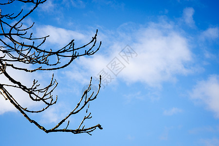 明蓝的天空下树上的绿树叶晴天天空叶子植物绿色阳光太阳枝条森林生长图片