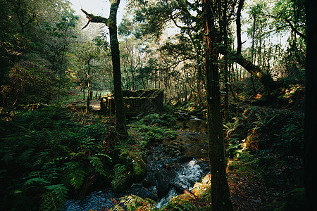 在雨林中方 湿透的秋天 建造了多彩的古老岩石图片