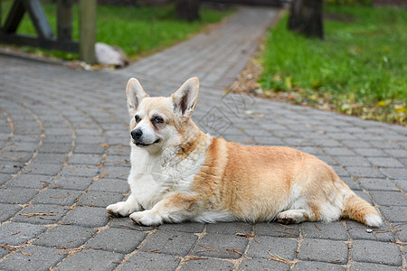 年老的科吉狗在院子里的路上冒充小狗血统寂寞警卫庇护所保障兽医故乡毛皮背景图片