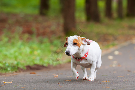 狗在公园散步绿色行动棕色成人猎犬运动小狗乐趣动物白色图片