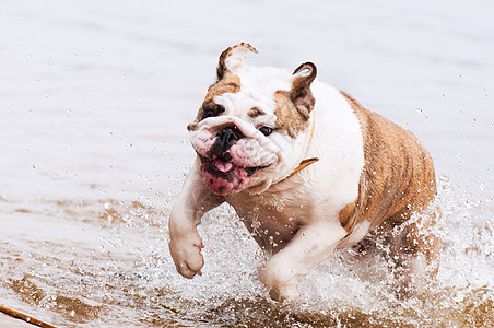 英国斗牛犬或英国斗牛犬在游泳图片