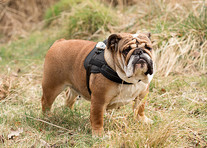 红英国牛头犬出去散步 在秋天的干草上站着小狗斗牛犬朋友棕色哺乳动物足迹宠物动物犬类图片