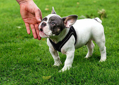 白色法国斗牛犬的小狗在苏的草地上散步图片