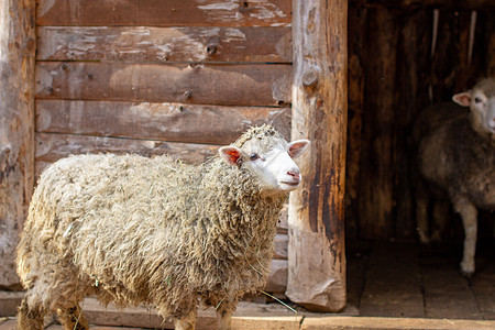 一只白卷发羊在木笔里 牧羊业小屋农业外壳剪刀羊肉动物哺乳动物毛皮谷仓生物图片