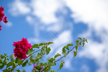 蓝白天空背景的美丽异国花朵图片