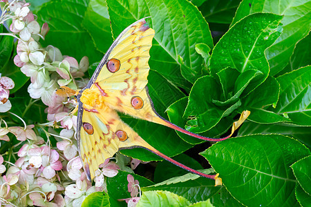 花丛上一朵多彩的蝴蝶情调植物群动物冒险国家动物群翅膀热带森林公园图片