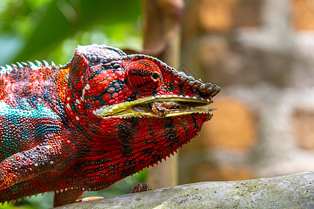 岛上国家公园的一个分支上的多彩色变色素异国捕食者皮肤眼睛蜥蜴热带荒野彩虹情调尾巴图片