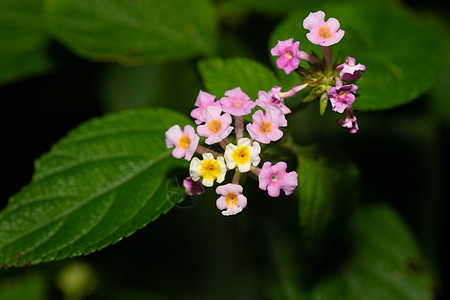 马达加斯加岛的外表鲜花旅行植物学花园公园花束热带异国丛林情调植物群图片