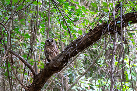 树上树枝里的猫头鹰鸟图片