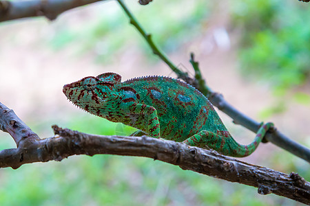 在马达加斯加的雨林中 变色龙沿着树枝移动情调容器皮肤宠物捕食者螺旋爬虫角叶彩虹宏观图片