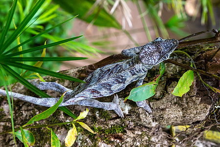 在马达加斯加的雨林中 变色龙沿着树枝移动爬虫野生动物荒野宠物宏观情调异国玻璃国家皮肤图片