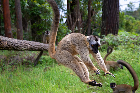 棕狐猴在草地和树干里玩耍 等待着异国情调国家灵长类野生动物动物丛林旅行榆树热带图片