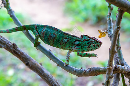 在马达加斯加的雨林中 变色龙沿着树枝移动宠物尾巴蜥蜴动物群动物螺旋宏观情调异国野生动物图片