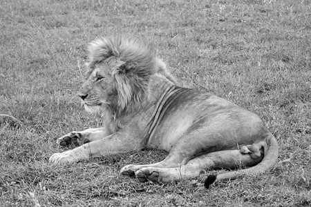 大狮子在草原的草地上休息大猫动物园荒野大草原男性捕食者豹属食肉国家猎人图片
