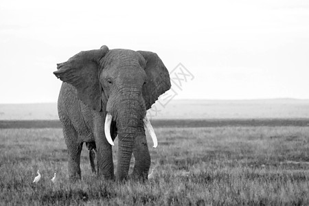 国家公园草原上的一头大象野生动物旅行荒野动物马拉大草原国家生活树干獠牙图片