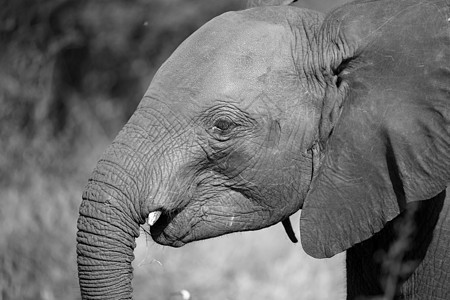 在树丛前面的一只年轻的红象的头哺乳动物树干獠牙动物游戏旅游婴儿野生动物食草国家图片