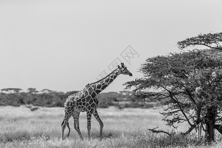 索马里的长颈鹿吃阿卡西亚树叶野生动物草地大草原衬套旅行天空旅游草原荒野游戏图片