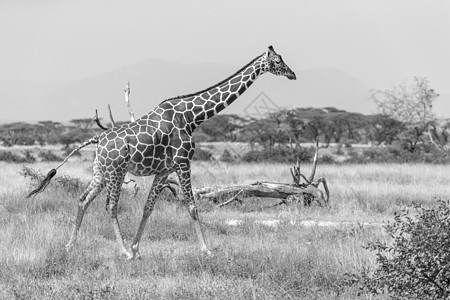 索马里长颈鹿越过一片绿红草地大草原旅游脖子野生动物食草衬套哺乳动物动物群天空动物图片