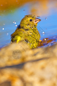 西班牙 地中海森林 森林池 格林芬奇池塘生物学生态旅游水池野生动物动物学多样性环境观鸟者生态图片