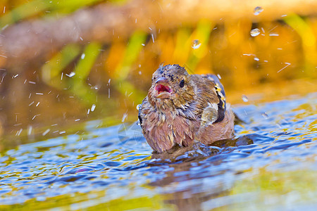 Chaffinch 西班牙地中海森林森林林池羽毛动物学栖息地野生动物生态池塘生物口渴动物同胞图片