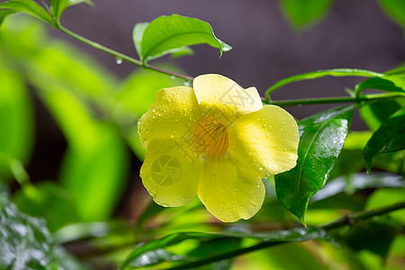 马达加斯加一朵黄色的本地花朵 有小雨滴花园叶子起源生长情调植物群宏观花瓣花店植物图片