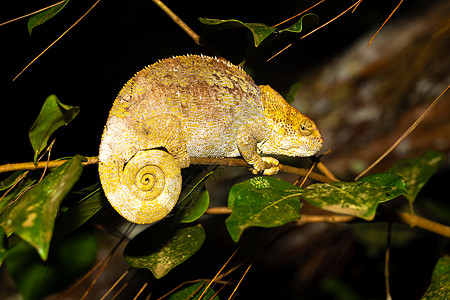 马达加斯加雨林的一个树枝上的变色龙角叶异国动物眼睛热带情调捕食者蜥蜴宏观尾巴图片
