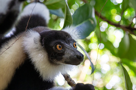 黑白Vari Lemur的肖像情调生态旅游物种森林公园灵长类猴子眉头哺乳动物动物图片