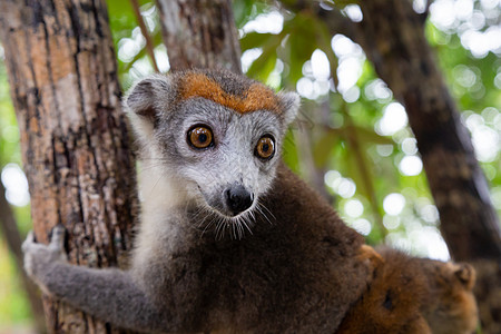 马达加斯加雨林中一棵树上的王冠狐猴荒野动物眼睛毛皮榆树哺乳动物旅行濒危日冕灵长类图片