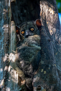 小狐猴藏在树的空洞里 手表荒野安全公园鼻子眼睛隐藏丛林森林生活热带图片