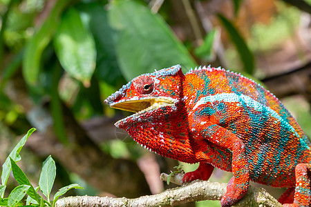 岛上国家公园的一个分支上的多彩色变色素变色龙宏观热带动物群蜥蜴荒野情调异国皮肤尾巴图片