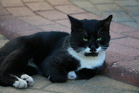 黑白街猫躺在瓷砖上自信宠物头发外套毛皮冒充猫咪工具枕头猫科动物图片