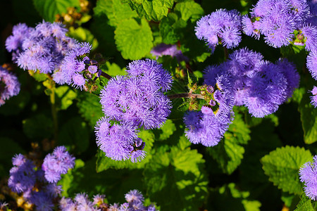花园中美丽的紫罗兰花 顶层风景花瓣季节植物紫色蓝色场地农业公园生长植物群图片