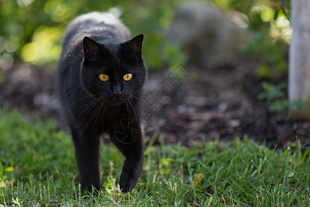 一只黑猫在穿过草地图片