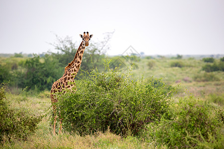 长颈鹿站在灌木和树之间大草原食草夫妻脖子眼睛动物中心荒野哺乳动物公园图片