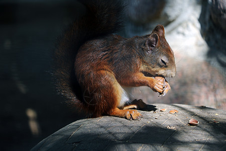 一只闭着眼睛的松鼠坐在石头上吃掉一个坚果动物灰松鼠食物岩石爪子冒充荒野草地毛皮头发图片