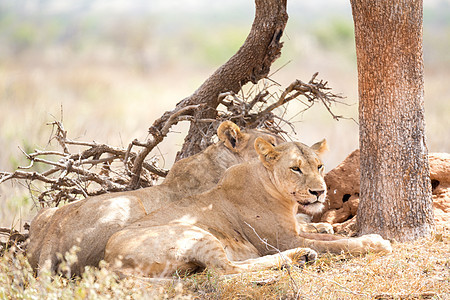 两只狮子躺在树荫下假期公园栖息地食肉女性国家家庭冒险马赛国王图片