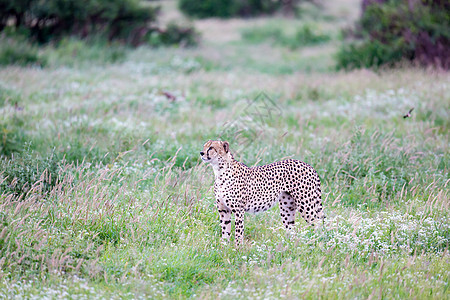 肯尼亚稀树草原草原上的Cheetah马赛荒野食肉尾巴栖息地捕食者野生动物速度猎人打猎图片