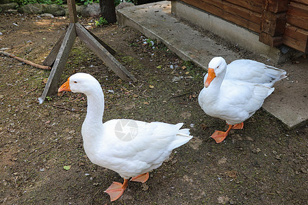 两只白鹅 也称为家禽或鸡蛋的软鹅动物群农场羽毛橙子鸭子城市动物荒野生活家畜图片