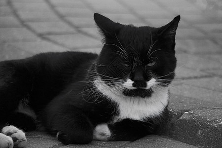 一张美丽的街猫躺在瓷砖上 黑白相片猫咪城市照片眼睛爪子黑与白宠物毛皮姿势小猫图片