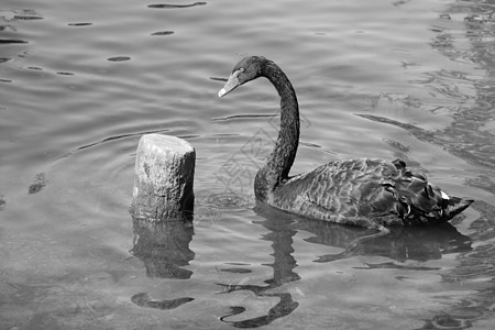 阳光明媚的日子里 一只黑色的美丽天鹅在湖上游泳 黑天鹅主要以水生植物和小藻类为食 对谷物也不屑一顾脖子公园池塘动物园蓝色动物账单图片