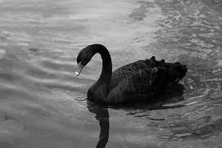 阳光明媚的日子里 一只黑色的美丽天鹅在湖上游泳 黑天鹅主要以水生植物和小藻类为食 对谷物也不屑一顾蓝色野生动物动物园池塘优美公园图片