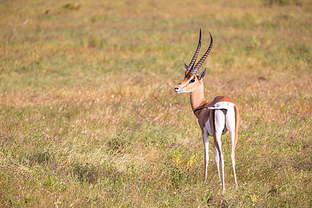 肯尼亚稀树草原地的土著羚羊群国家喇叭栖息地旅游野生动物哺乳动物游戏男性旅行食草图片